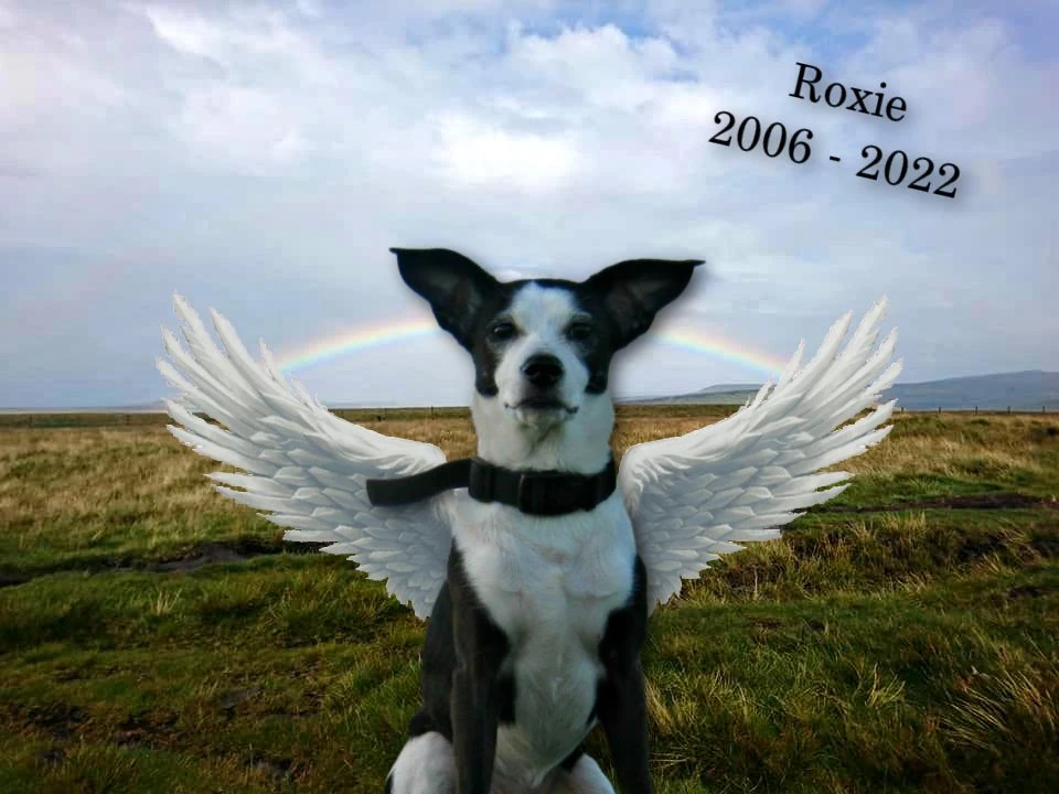 Image uploaded by Jimmy