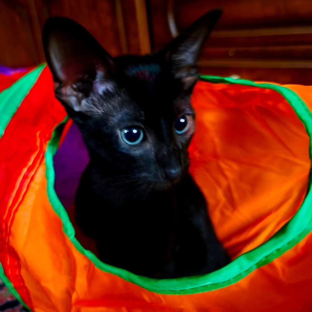 GIF загрузил Екатерина