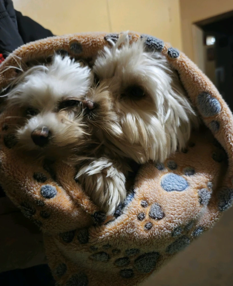 GIF opgelaai deur Shane Dylan