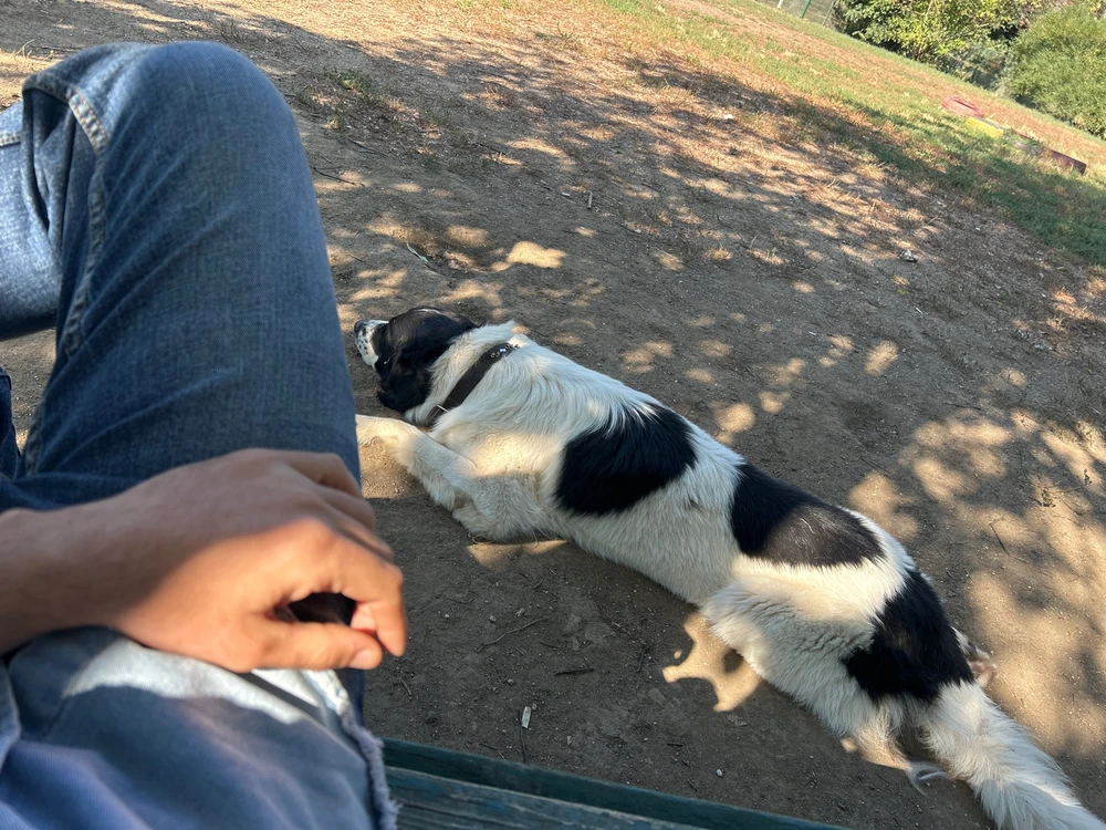 GIF încărcat de Cristian