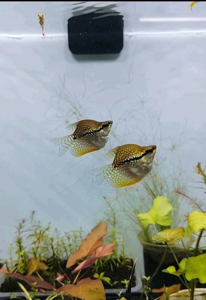 GIF gi-upload ni sebastian