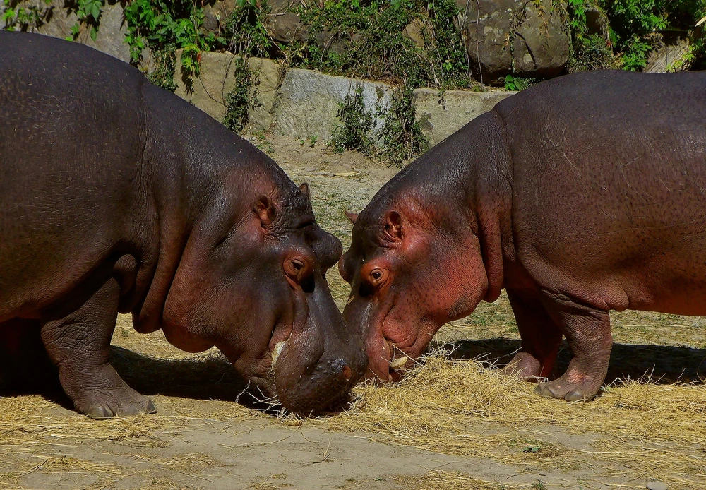 Obrázek nahrál Richard