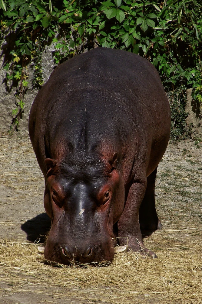 Obrázek nahrál Richard