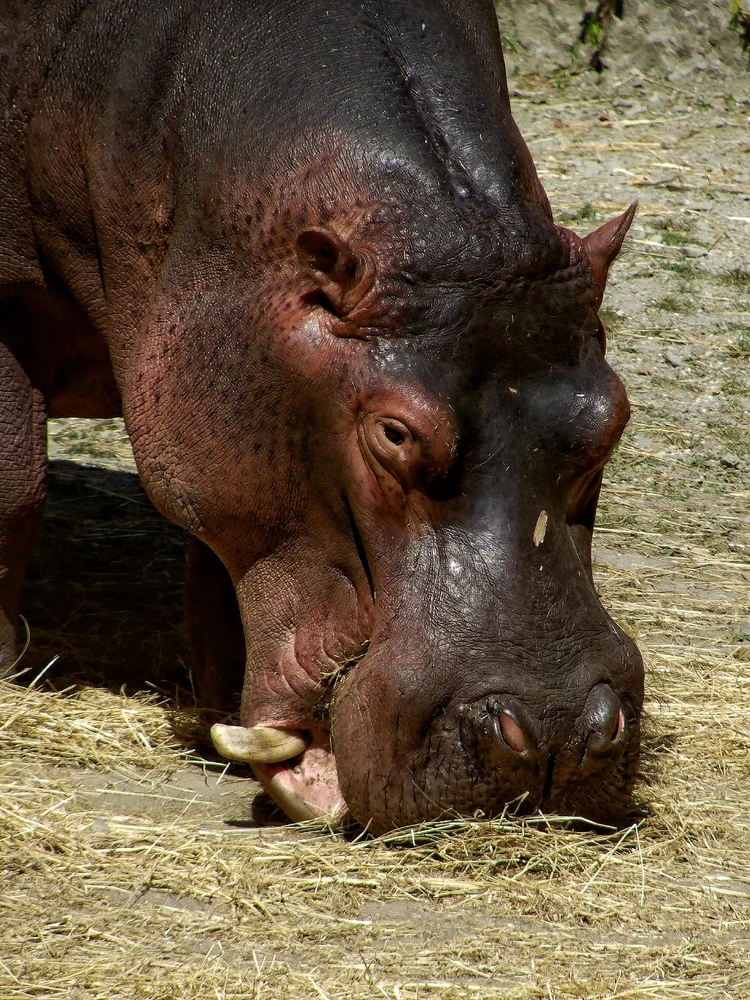 Obrázek nahrál Richard