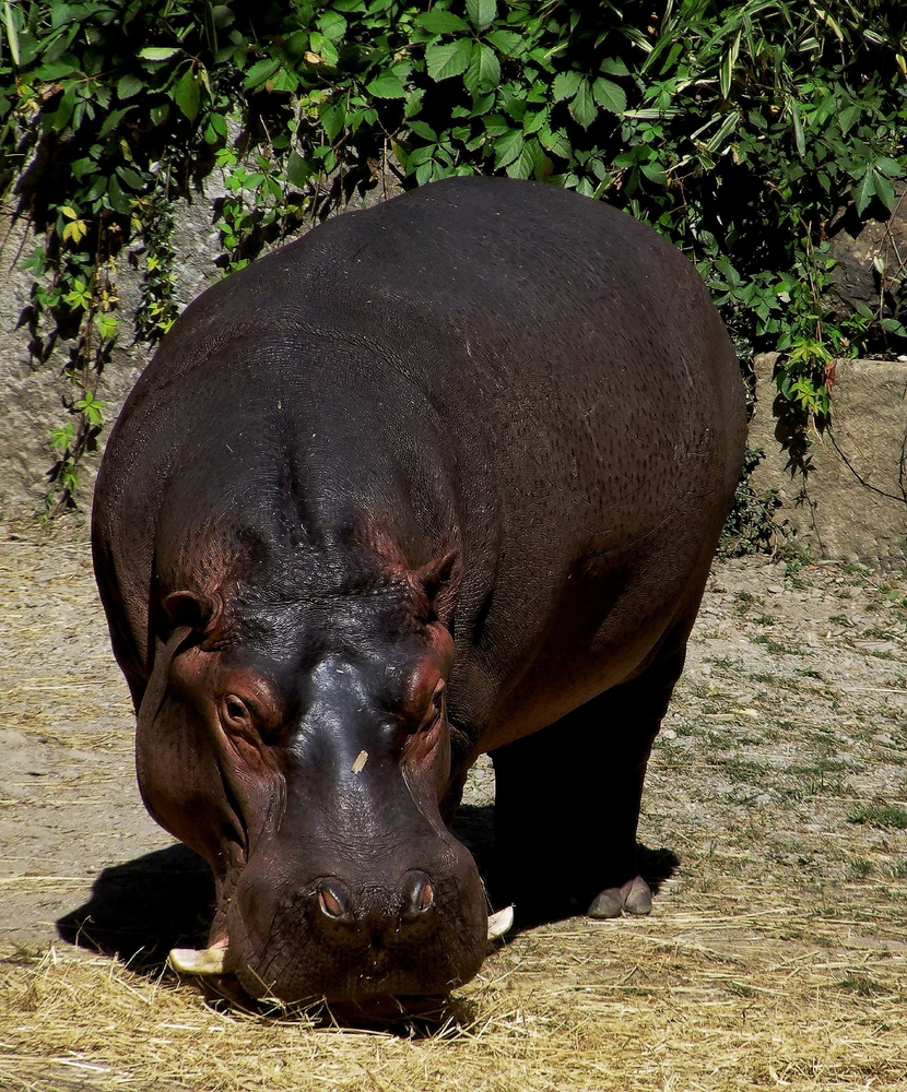 Obrázek nahrál Richard