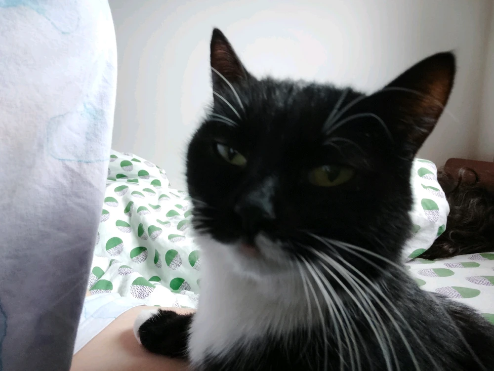 MoksemがアップロードしたGIF