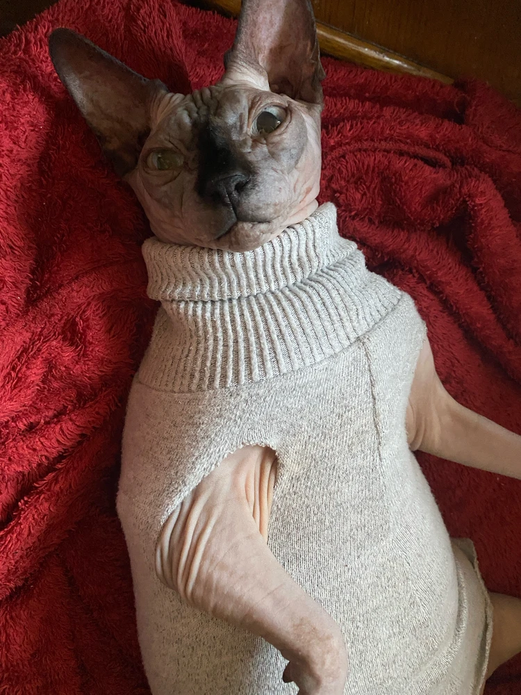 Gambar diunggah dening Марʼяна