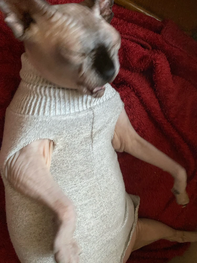 Gambar diunggah dening Марʼяна