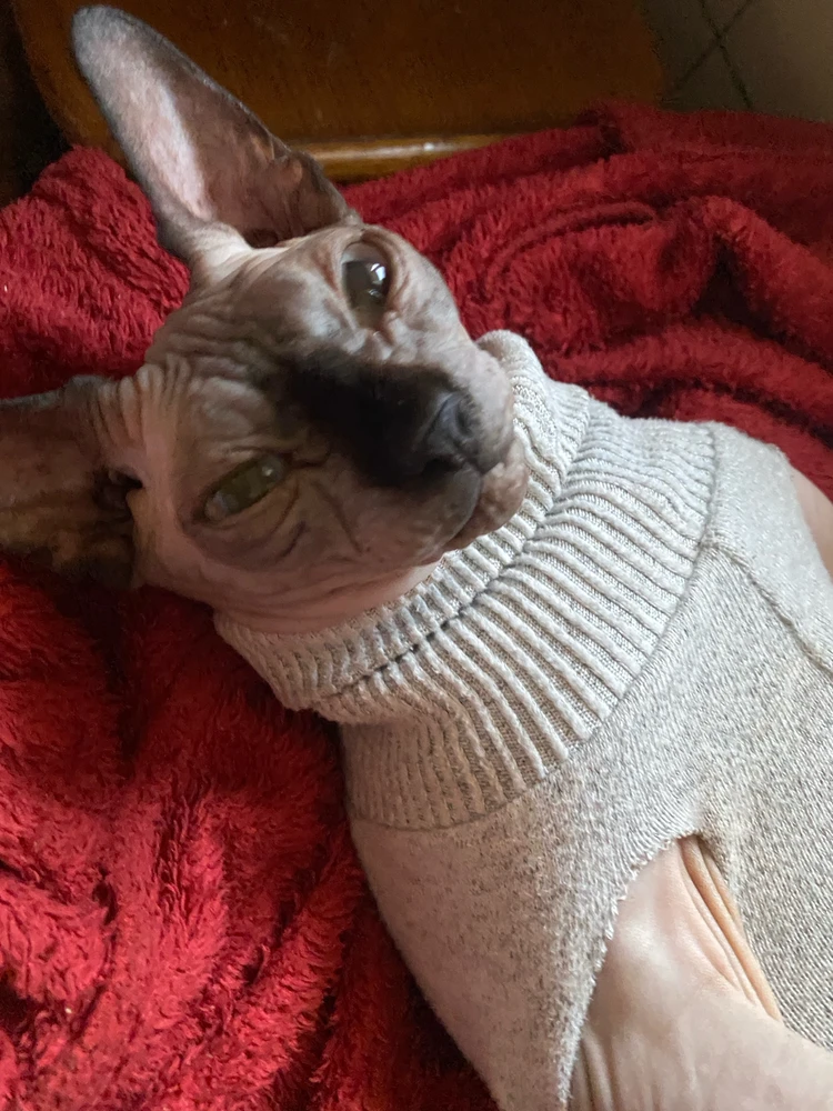 Gambar diunggah dening Марʼяна