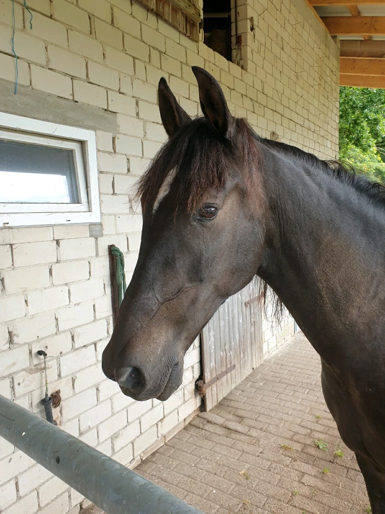 GIF hochgeladen von Leon