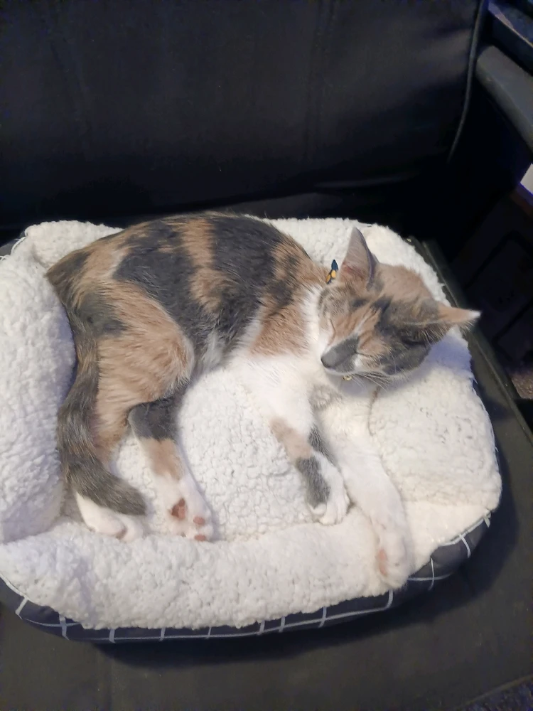 Image uploaded by Peggy 🐚 🐌