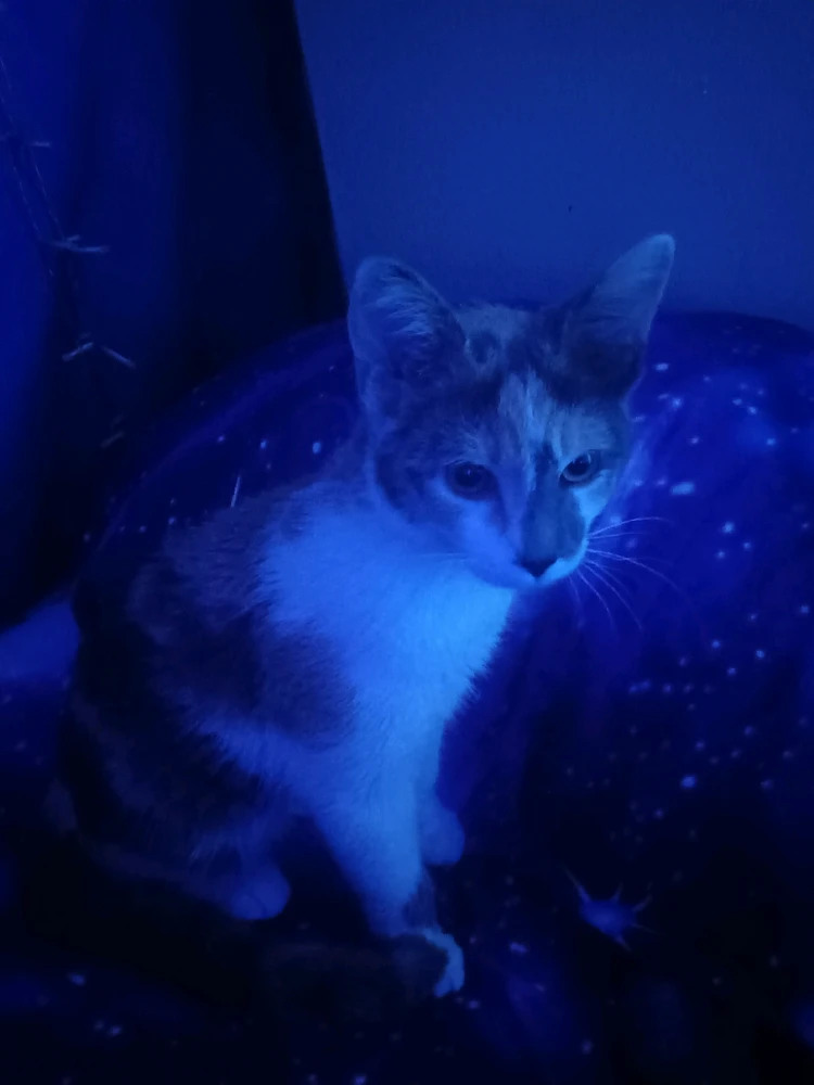 Image uploaded by Peggy 🐚 🐌