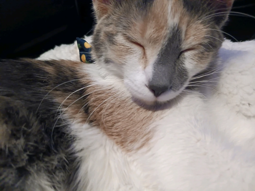 Image uploaded by Peggy 🐚 🐌