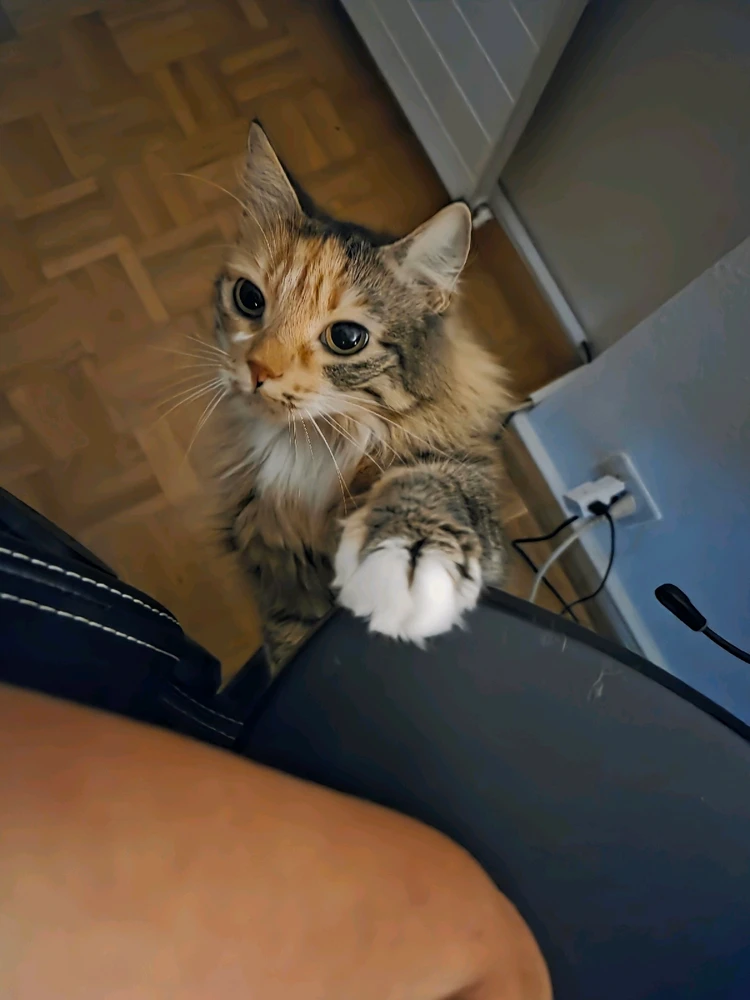GIF hochgeladen von Steven
