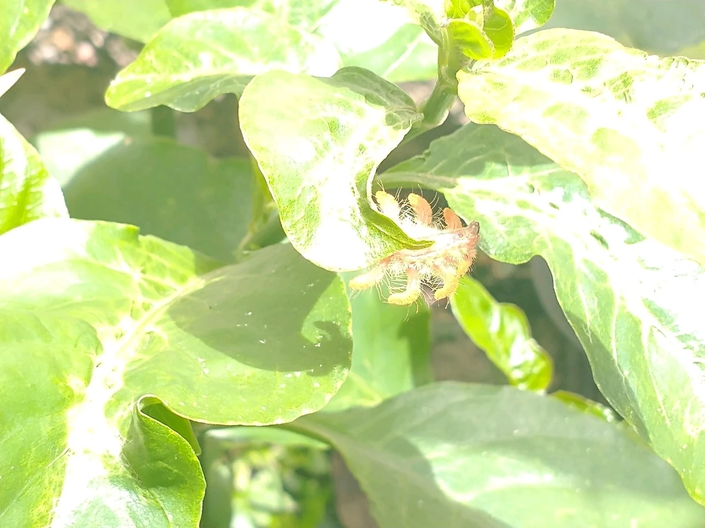 Imagem enviada por Rob