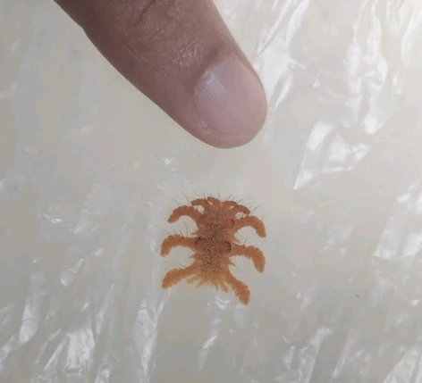 Imagem enviada por Rob