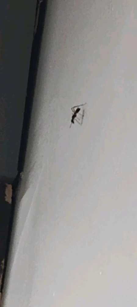 Image uploaded by Tanner