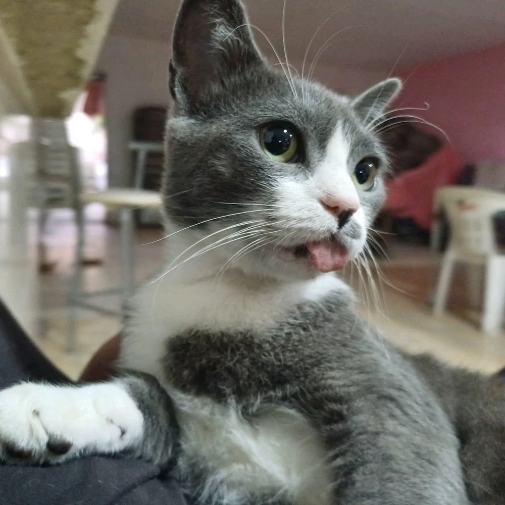 GIF subido por Carlos Carrillo