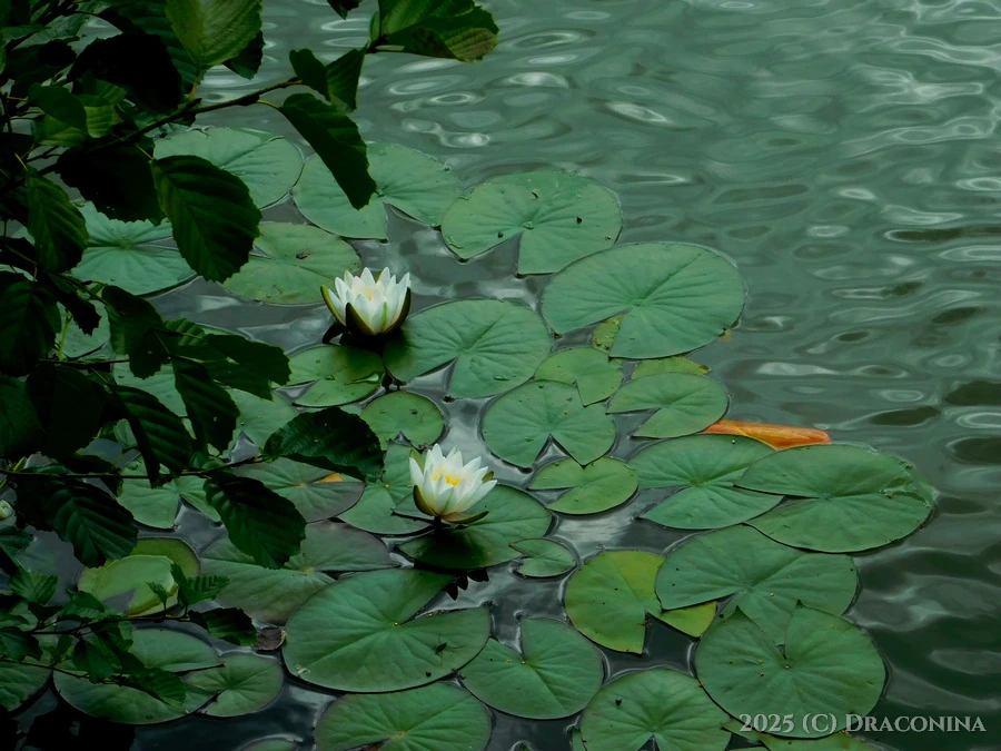 Zdjęcie dodane przez Czarna_Kosmitka