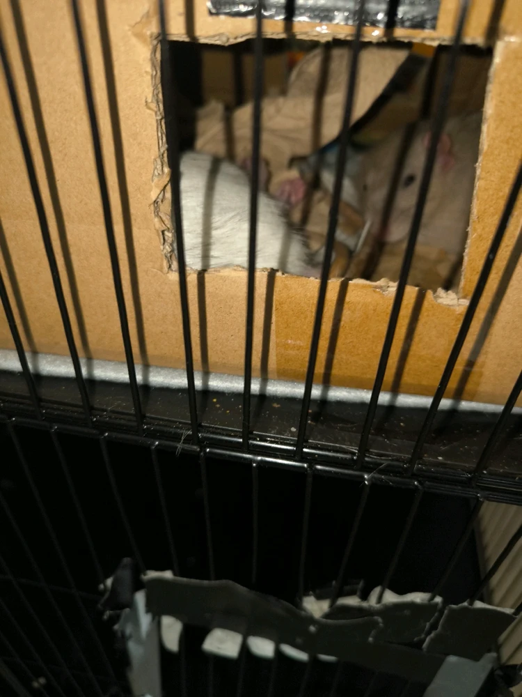 GIF hochgeladen von Luzi