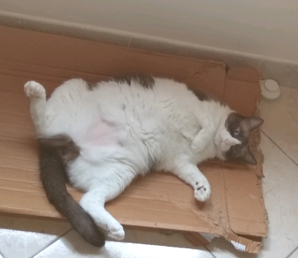 Immagine caricata da Ste