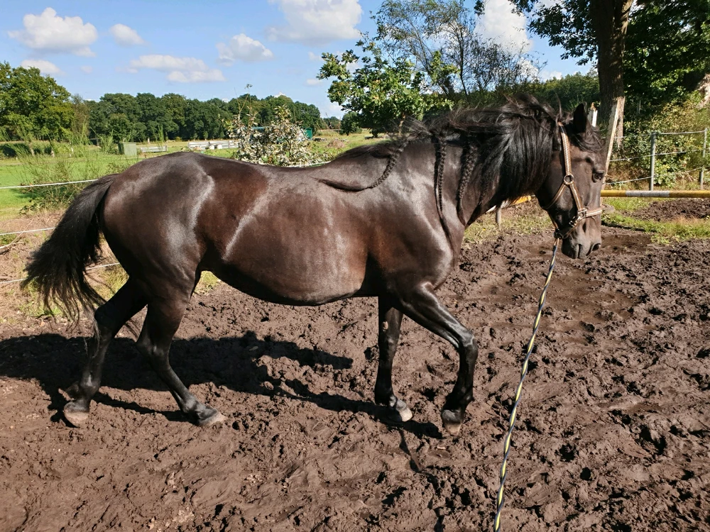 GIF hochgeladen von Leon