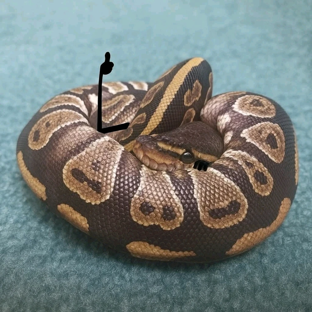 Image uploaded by Marta the Mystic