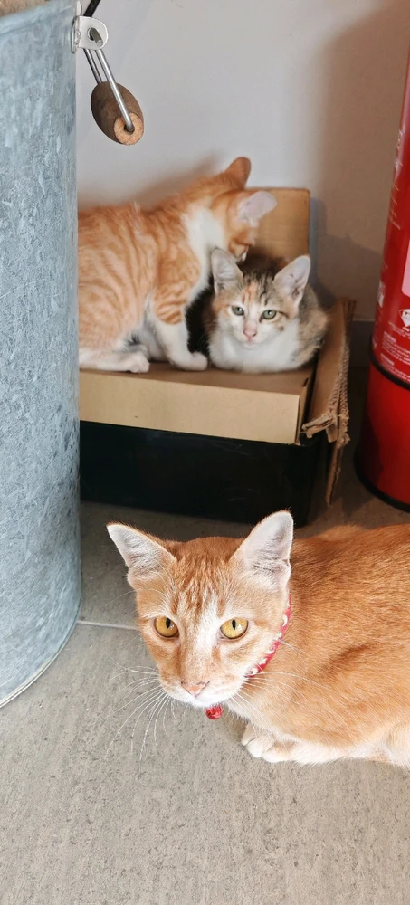 GIF na in-upload ni Miao miao