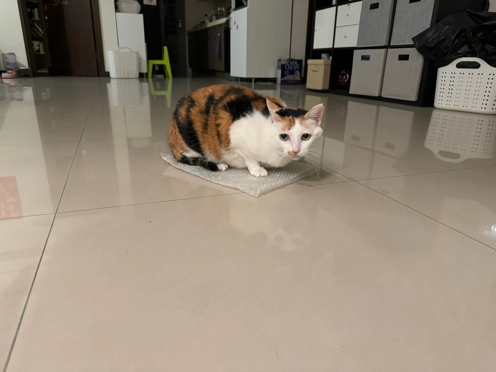 Josh上传的GIF