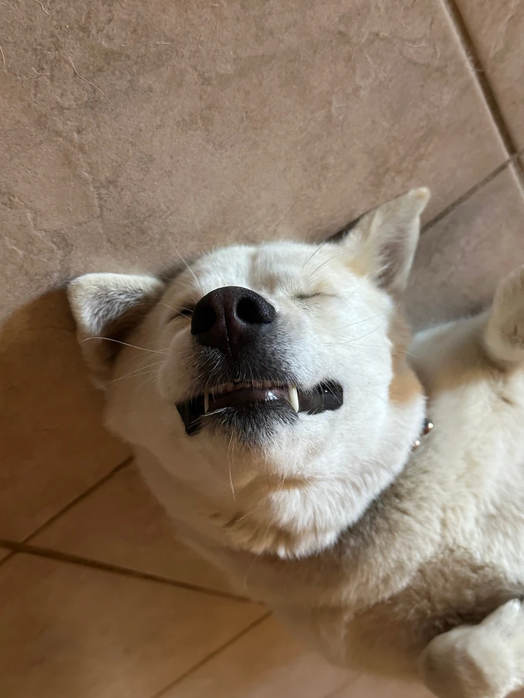 GIF diunggah dening Amy