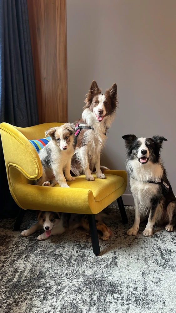 GIF subido por Sebastian