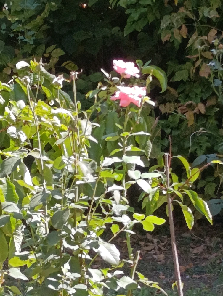 GIF otpremio/la Petar