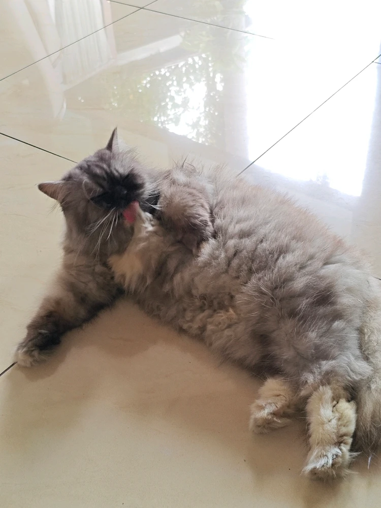 BataraがアップロードしたGIF