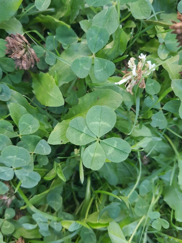 Gambar diunggah dening Sebastian