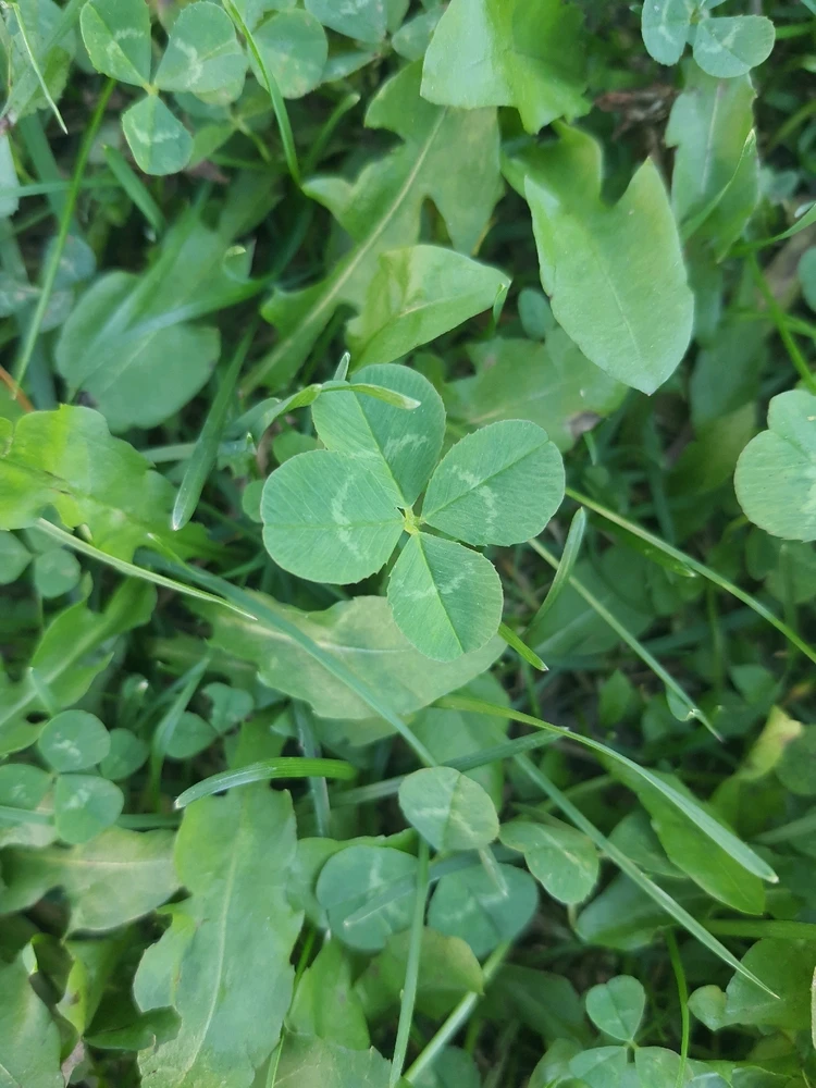 Gambar diunggah dening Sebastian