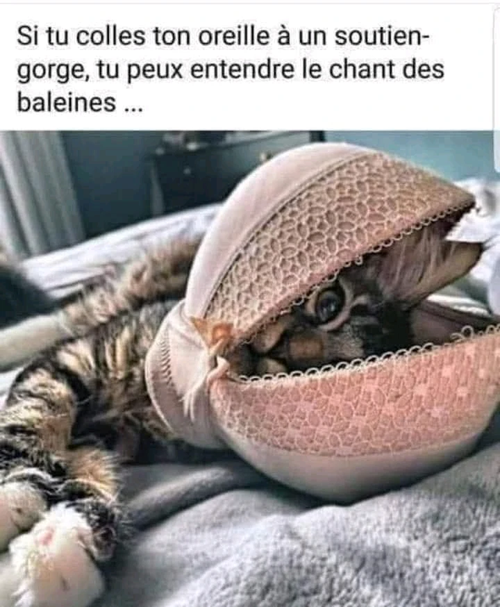 GIF ajoutĂ© par á«àș„Ôđ