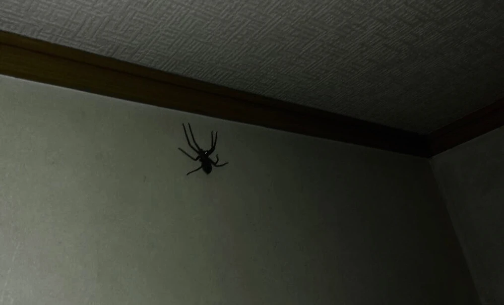 GIF uploaded by 𓂀 𝒦𝑜𝓇𝓇 𓂀