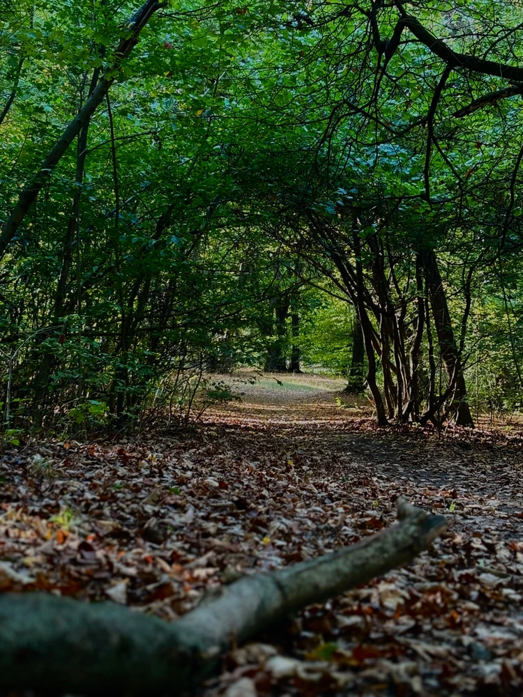 Image uploaded by Bence