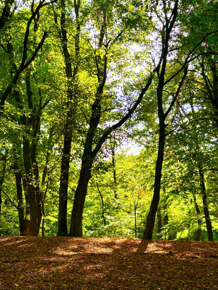 Image uploaded by Bence