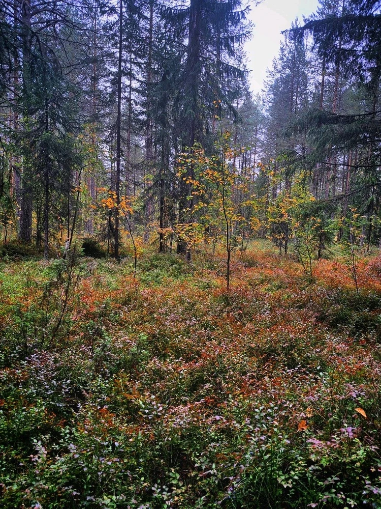 Image uploaded by Sollem