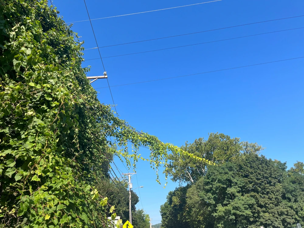 Image uploaded by Patrick