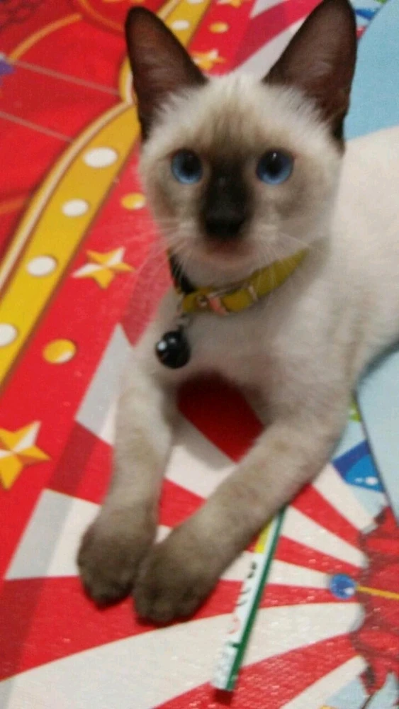 GIF hochgeladen von Hanifah