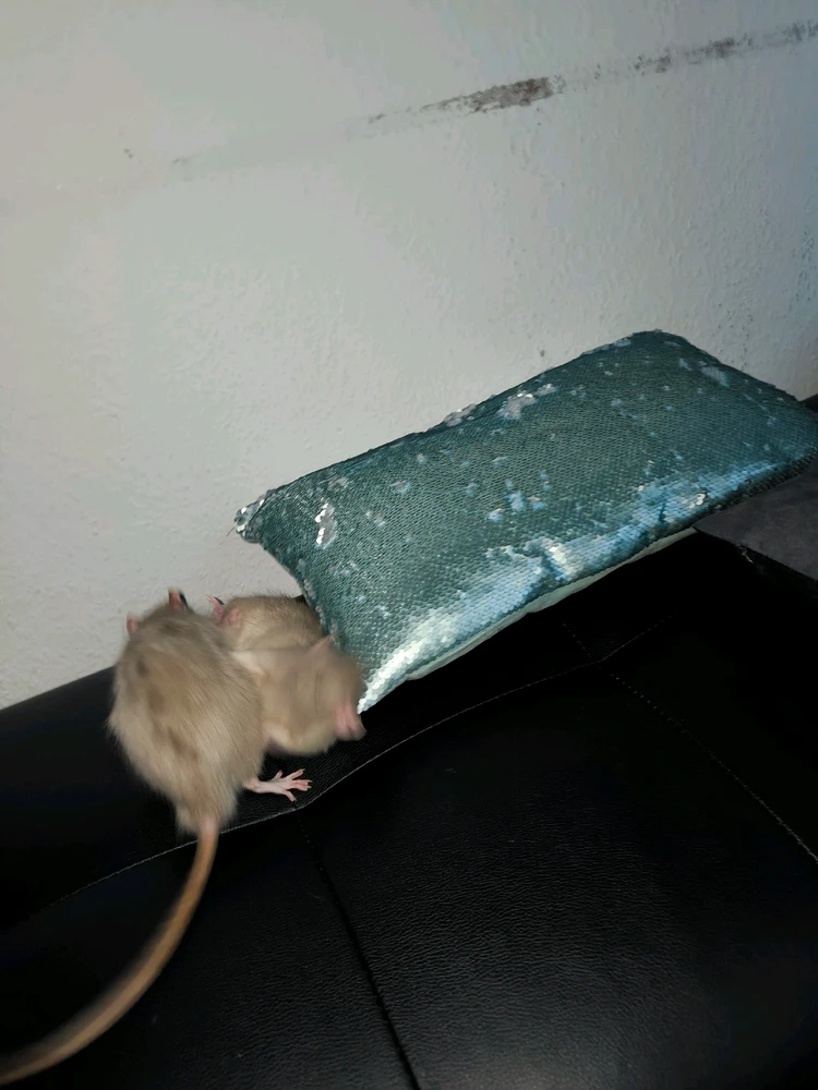 Bild hochgeladen von Luzi