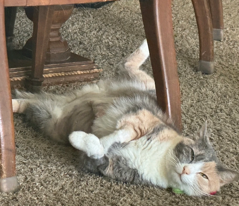 GIF uploaded by Mike