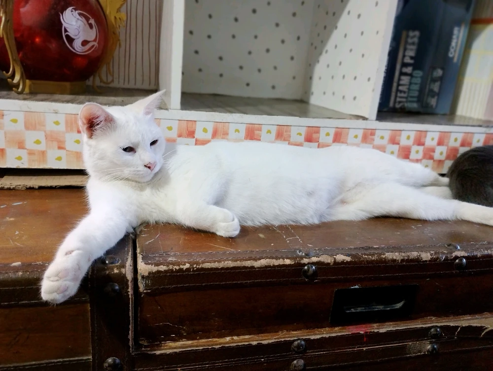 GIF subido por Dan Yair