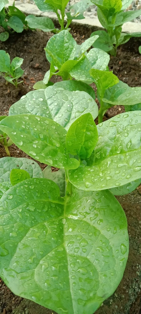 GIF uploaded by Normz