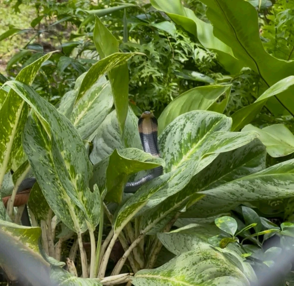 Dangerously beautiful!