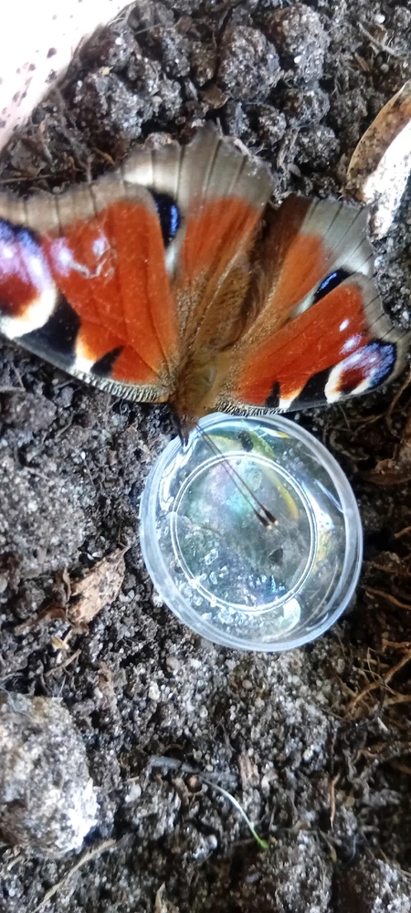 Image uploaded by Ева (Eva)