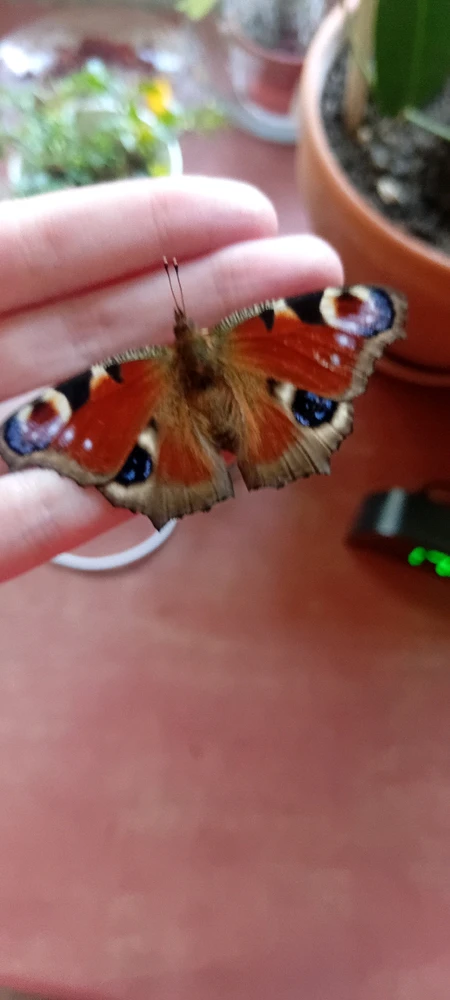 Image uploaded by Ева (Eva)