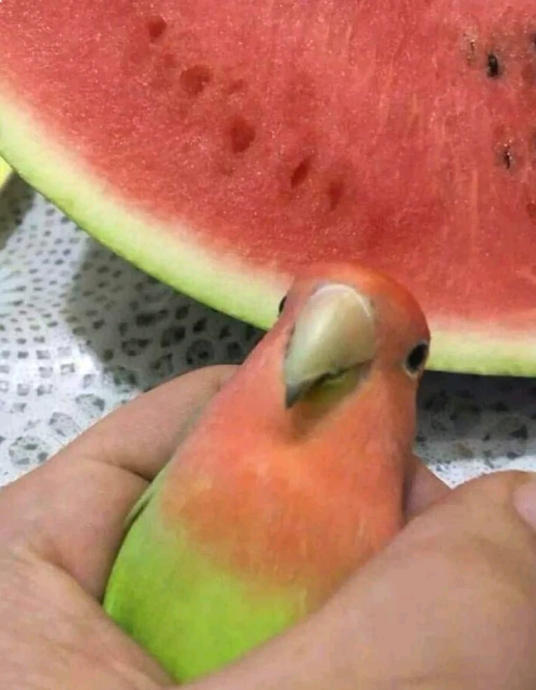 Mamilendiniz tarafından yüklenen GIF